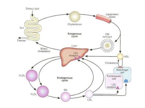 Structure lipoproteins