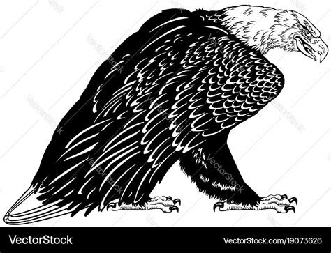 Bald eagle black and white Royalty Free Vector Image