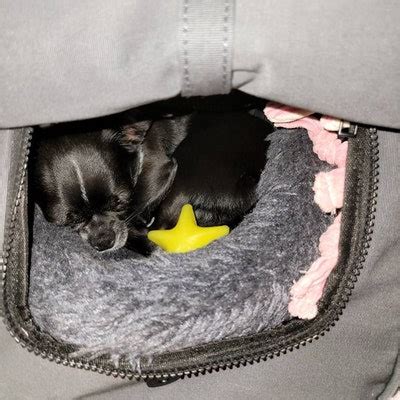 Pet Carrier , Soft Sided airline Compliant Dog Carrier for Small Dogs ...