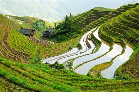 Image result for chinese agriculture