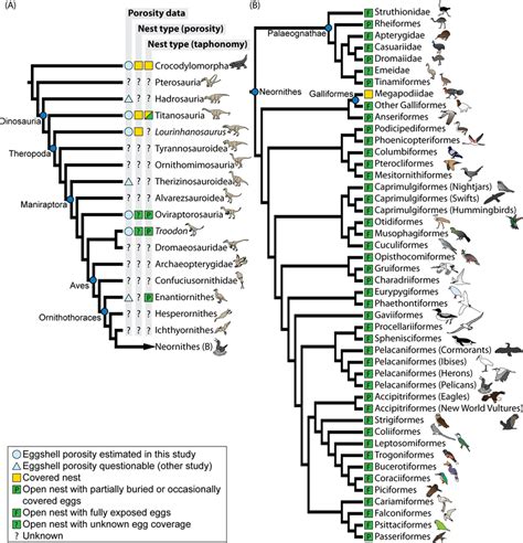 Evolution of nest types among archosaurs. (A) Phylogeny of archosaurs ...