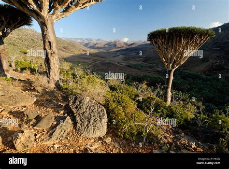 Dragon s Blood Tree on Socotra island Yemen Stock Photo - Alamy