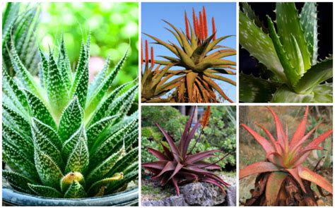 20 Different Types of Aloe Plants - Garden Lovers Club