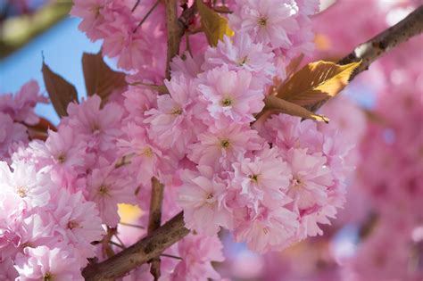 Free photo: Japanese Flowering Cherry - Blooming, Cherry, Flower - Free ...