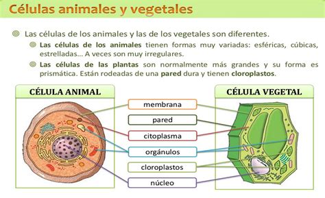 Cuadros comparativos entre célula animal y vegetal para descargar e imprimir | Cuadro Comparativo