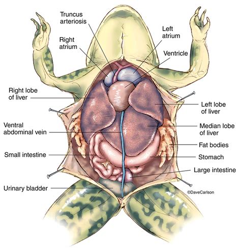 Frog Anatomy Labeled - Anatomical Charts & Posters