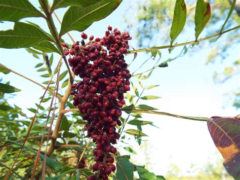 Winged Sumac - Edisto Island Open Land Trust, South Carolina