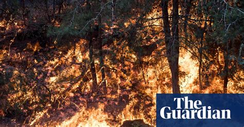 Forest fires in Israel – in pictures | World news | The Guardian