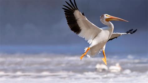 White Pelican Facts and Migration Info in Montana | Montana Hunting and ...