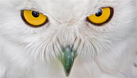 owl eyes Free Photo Download | FreeImages