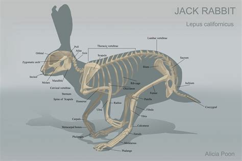 Image result for rabbit anatomy | Rabbit anatomy, Animal skeletons ...