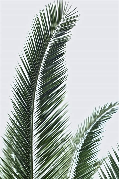 Palm Fronds · Free Stock Photo