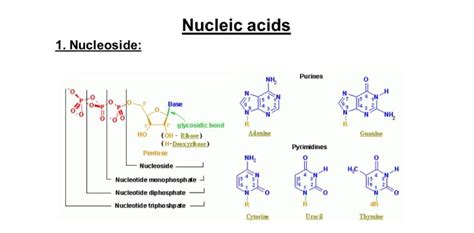 Difference Between Nucleotide And Nucleoside With Examples