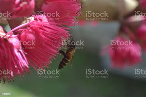 Entomophily Or Insect Pollination Stock Photo - Download Image Now - Animal, Animal Wildlife ...