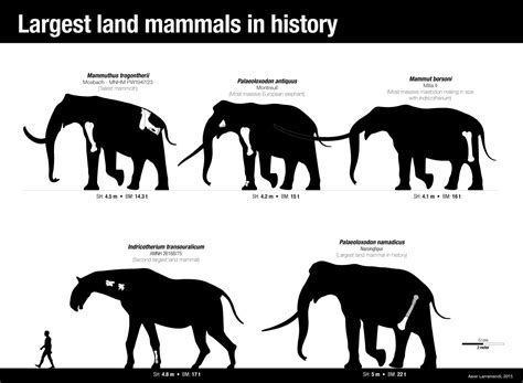 songhua river mammoth vs paraceratherium - Google Search | Mammals, Prehistoric animals, Extinct ...