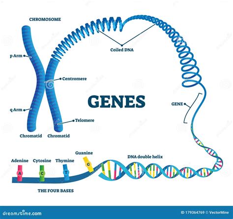 Genes Vector Illustration. Educational Labeled Structure Example Scheme ...