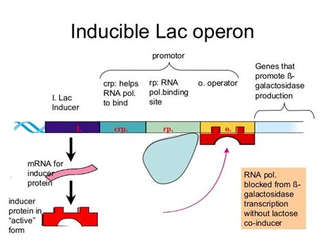 Lac Operon