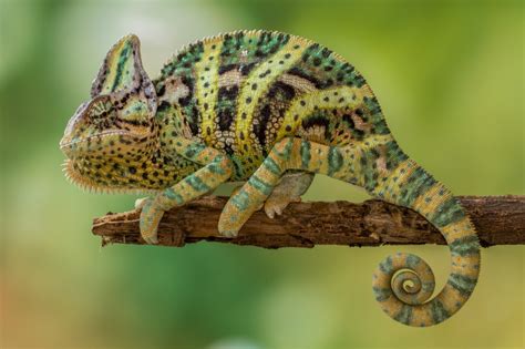 Basic Care: Veiled Chameleons | Arizona Exotics | -Lizards Resources