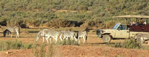 Buffelsfontein Game Reserve - Cape Splendour Tours and Safaris