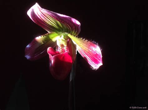 Orchids in Sunlight on Behance