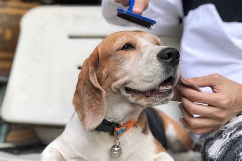 Beagle Grooming - Bubba Beagle