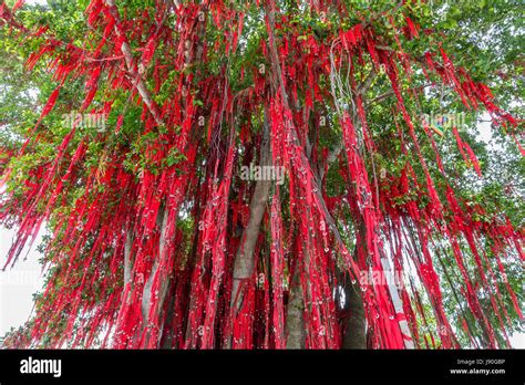 Wish Tree at Redang Beach, Sekinchan, Strait of Malacca, Malaysia Stock ...