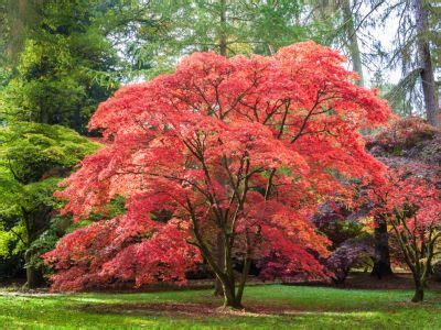 Planting A Japanese Maple Tree: Tips On Growing And Caring For Japanese ...