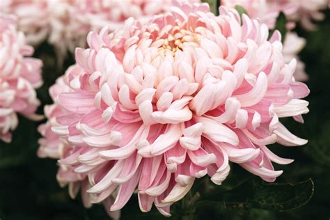 Allouise Pink|Woolmans Chrysanthemums