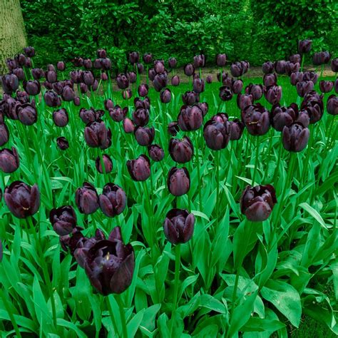 Van Bourgondien Queen of the Night Tulip Bulbs (25-Pack)-89580 - The Home Depot