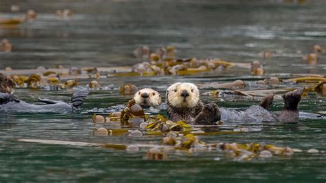 Sea otters in Alaska’s Inside Passage | Peapix