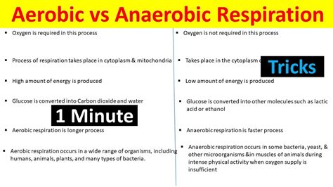 Aerobic Anaerobic Respiration: 11 Differences, Examples, 40% OFF