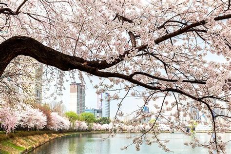 Where to Go for The Most Beautiful Cherry Blossoms in South Korea?