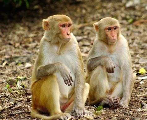 Link Between Social Life and Brain Structure Discovered in Rhesus Macaques