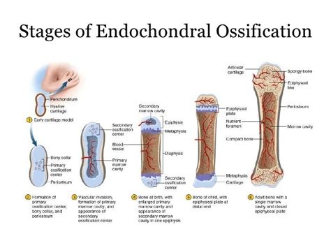 Intramembranous ossification | Science online