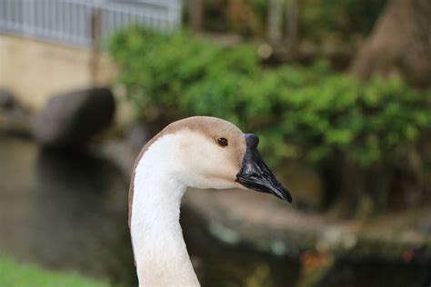 Swan Black Beak Head - Free photo on Pixabay