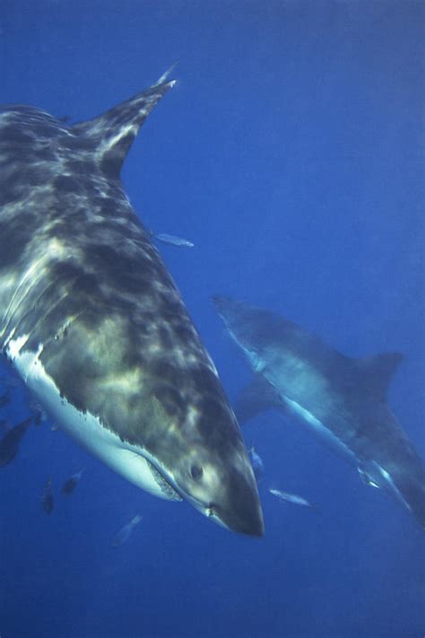 Great White Sharks Swimming In Clear Photograph by Mauricio Handler