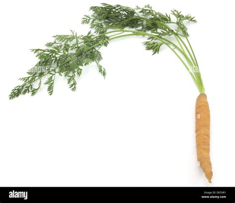 carrots with stems Stock Photo - Alamy