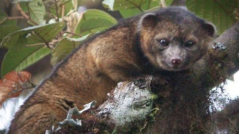 Adorable New Species Of Mammal Found In Just Plain Sight | In News Weekly 🎨