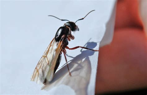 What to Do About Flying Ants in Your Home