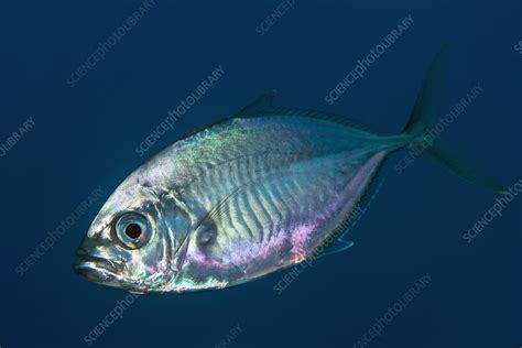 Trevally fish - Stock Image - C025/8757 - Science Photo Library