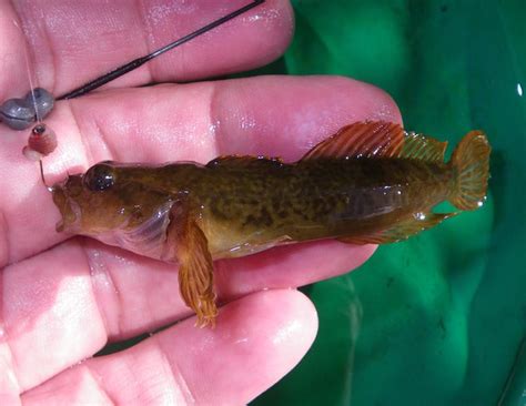 Sculpin, Paiute fishingwithpole | www.roughfish.com