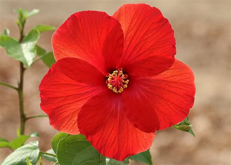 Glowing Red Hibiscus Free Stock Photo - Public Domain Pictures