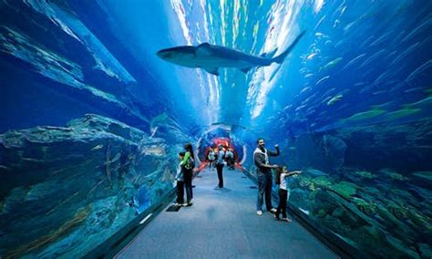 Burj Khalifa tickets with Dubai Aquarium | musement