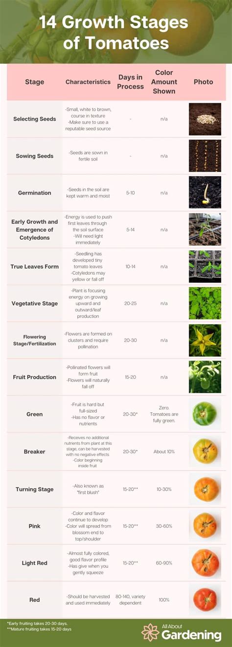 Tomato Growth Stages: How Fast Do Tomatoes Grow?