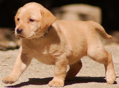 Golden Labrador (Golden Retriever x Lab) Info, Temperament, Puppies, Pictures