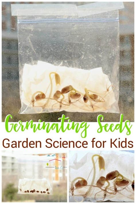 Germinating Seeds in a Bag: Easy Science Experiment for Kids