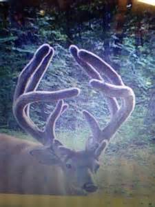 3 Things You Probably Didn’t Know About Velvet Deer Antlers - Big Deer