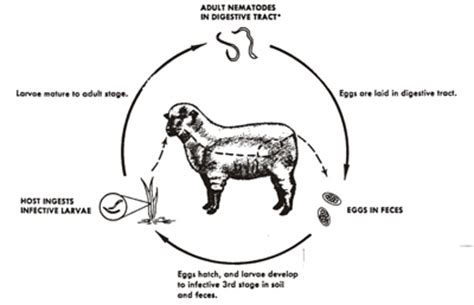 Goat General Life Cycle – Goats