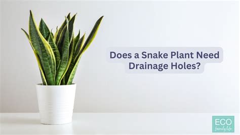 Does a Snake Plant Need Drainage Holes? | Complete Guide - Eco Family Life