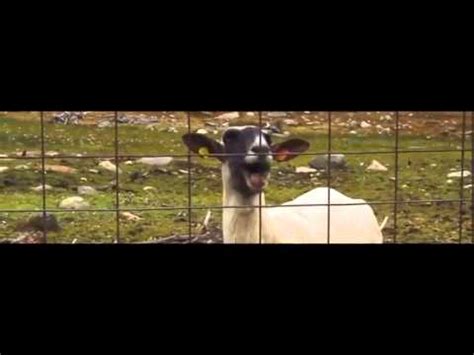 Taylor Swift - Trouble (Goat Remix) - YouTube